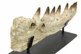 Mosasaur Jaw (Prognathodon) With Custom Stand #236860-5